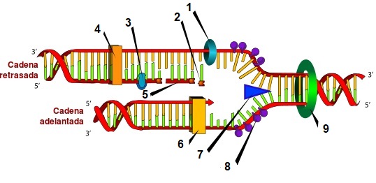 DNA_replication_es_Num1